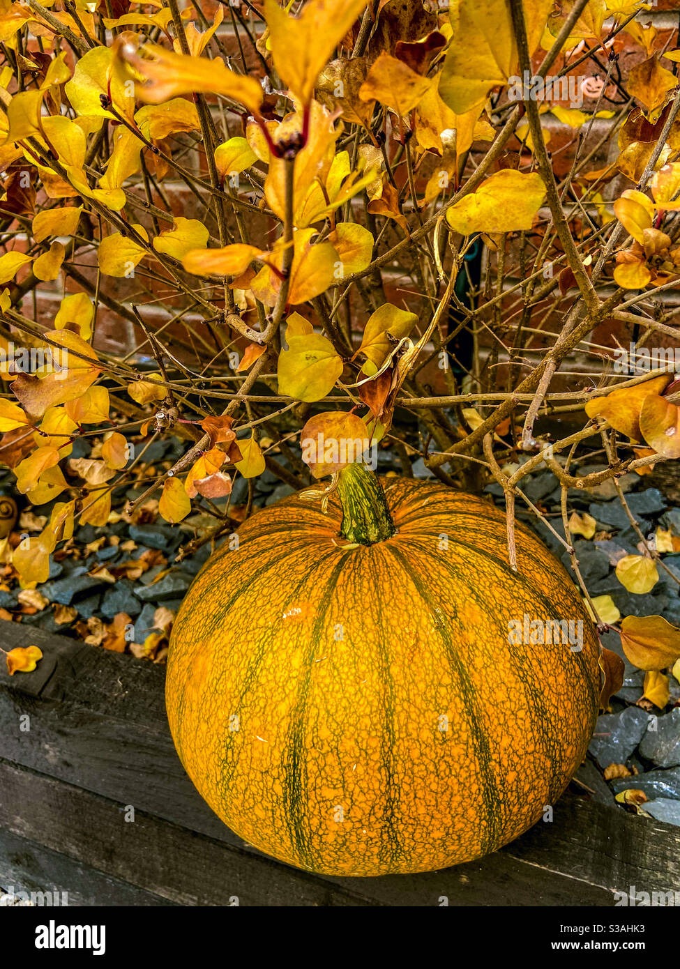 Autumn - Smartphone Captured Stock Image