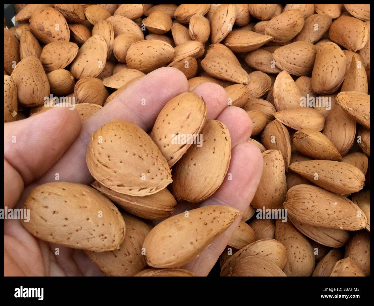 Freshly harvested Llargueta almonds, Catalonia, Spain. - Smartphone Captured Stock Image