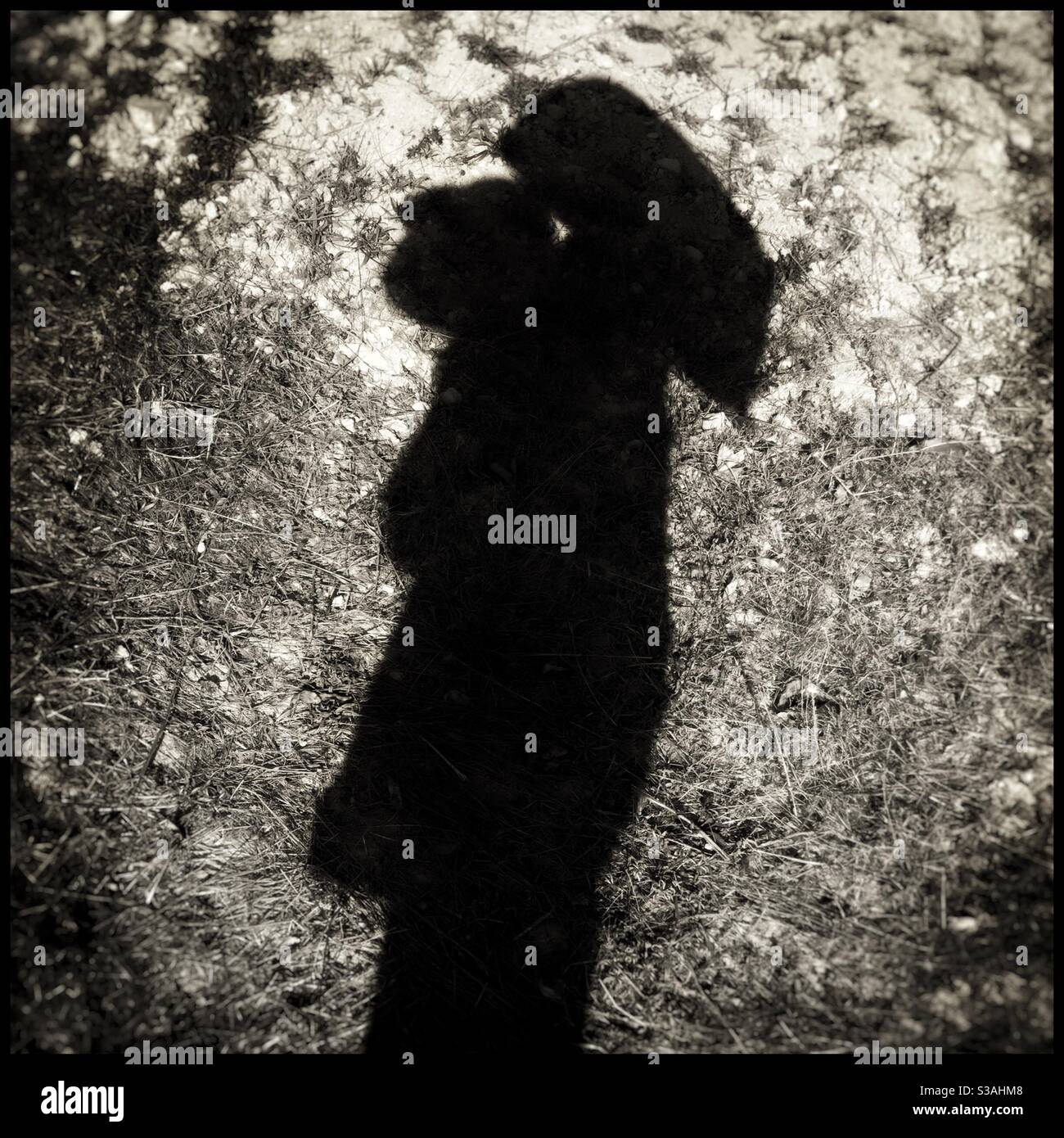 Carrying a sack of freshly harvested Llargueta almonds, Catalonia, Spain. - Smartphone Captured Stock Image