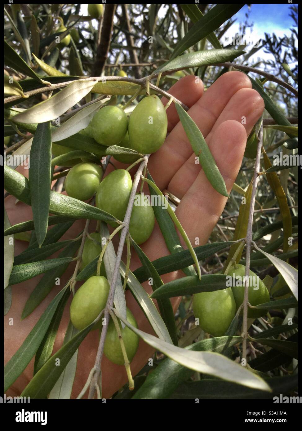 Fresh green olives on the tree, Catalonia, Spain. Stock Photo