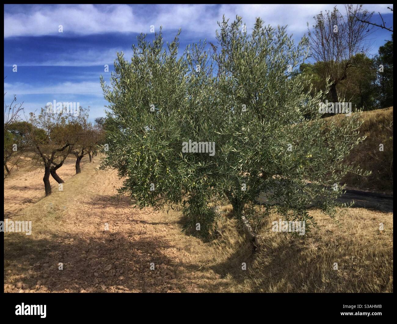 Fresh green olives on the tree, Catalonia, Spain. Stock Photo
