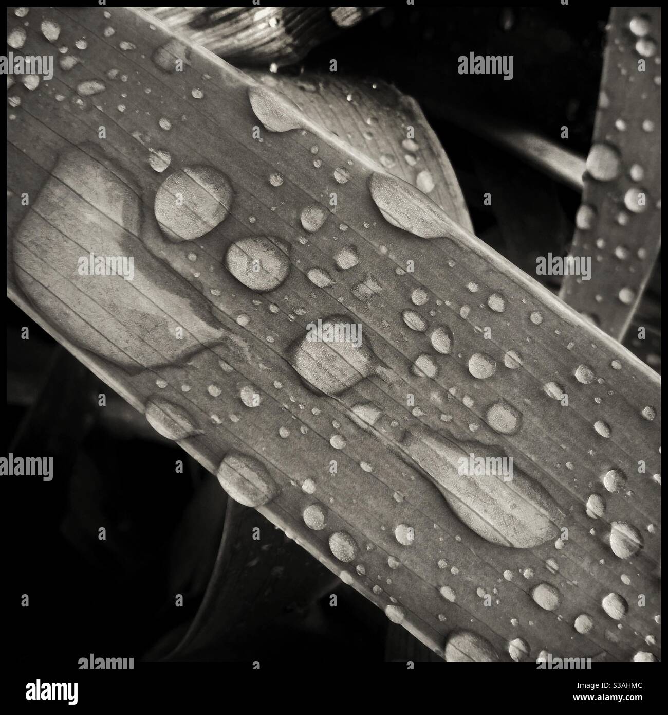 Rain on an Iris leaf, Catalonia, Spain. Stock Photo