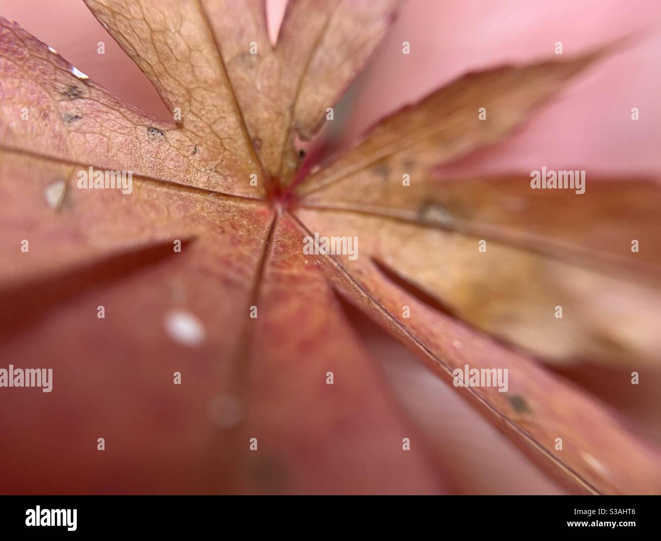 Close-up of an Acer leaf. - Smartphone Captured Stock Image