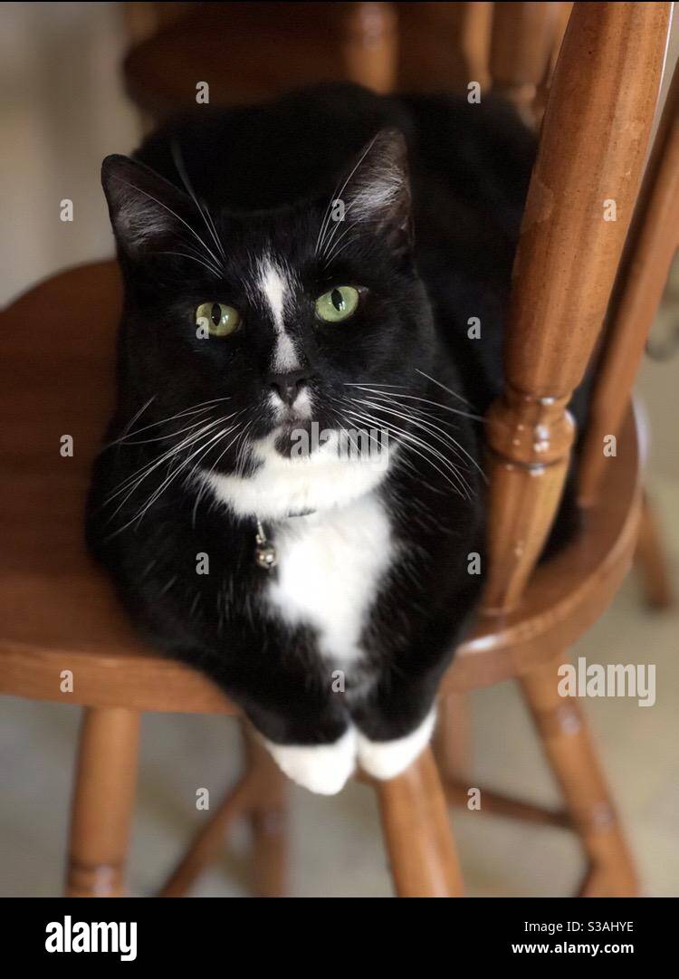 Tuxedo cat sitting on a chair looking at their owner Stock Photo