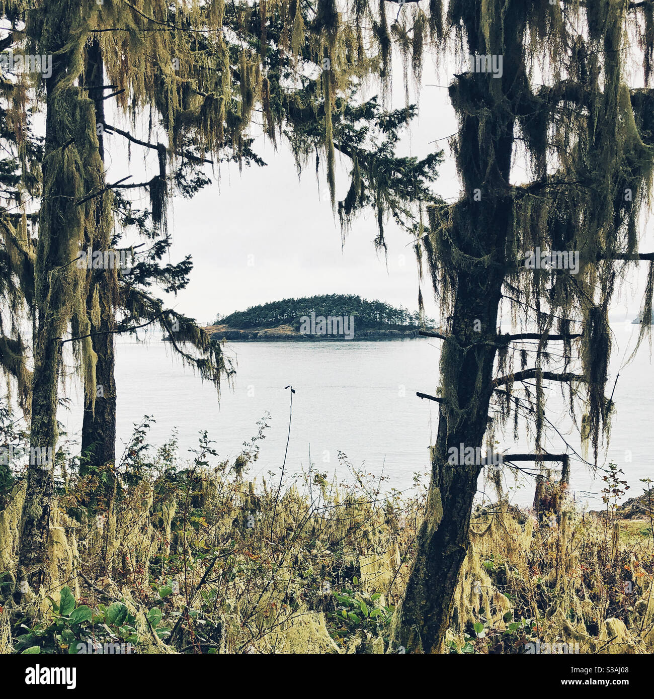 Typical Pacific Northwest - Smartphone Captured Stock Image