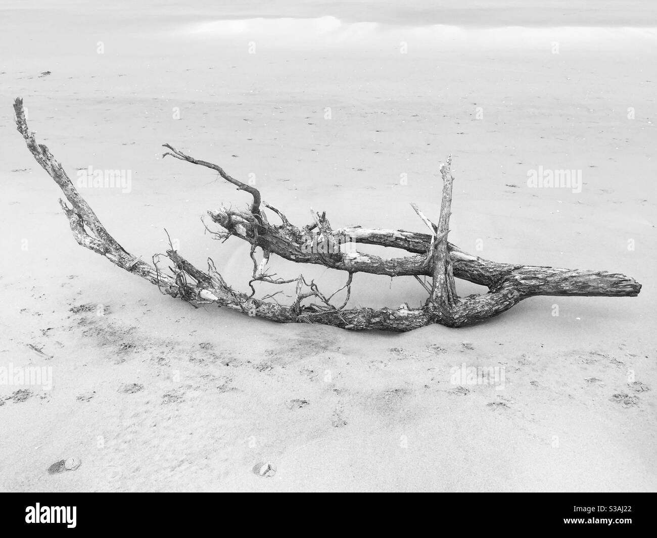Driftwood on the seashore Stock Photo