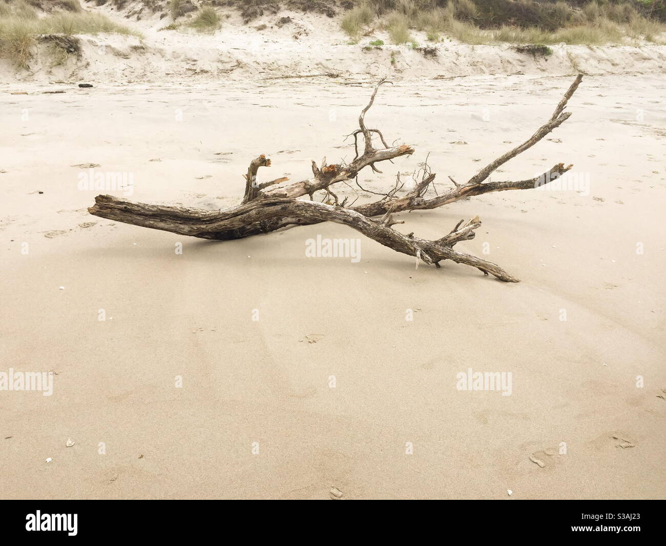 Seaside driftwood left high and dry Stock Photo