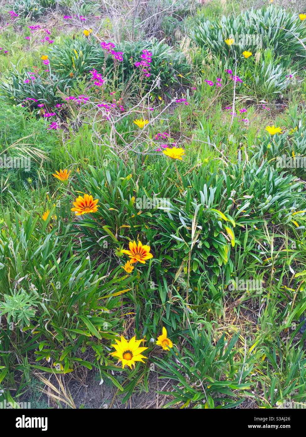 Colourful wild flowers in the sand Stock Photo