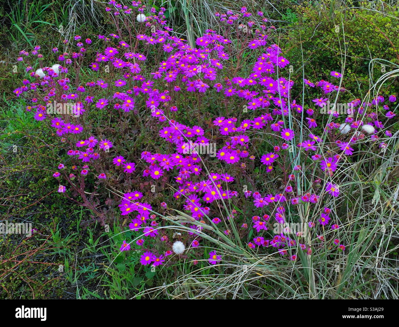 Masses of Pink wild daisies Stock Photo