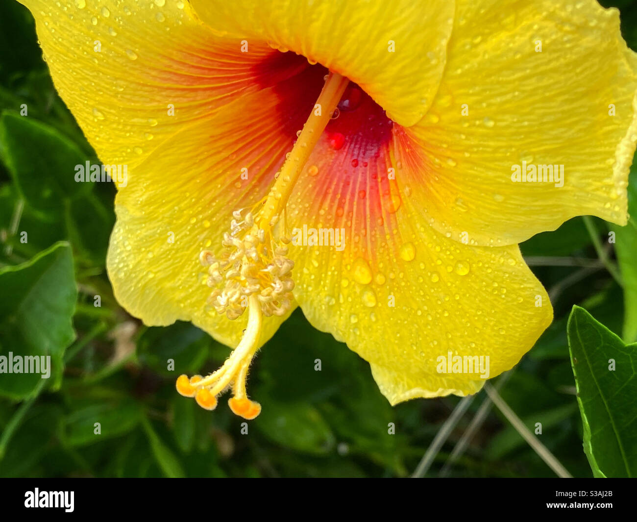 The Yellow Hibiscus: Hawaii's State Flower - Travel to Paradise