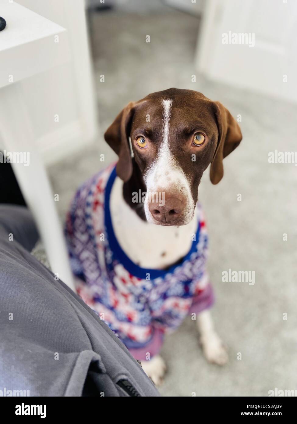 Dog in Christmas Jumper Stock Photo