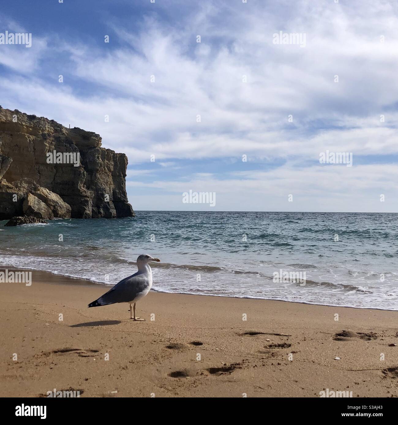 A seagull feeling the beach Stock Photo