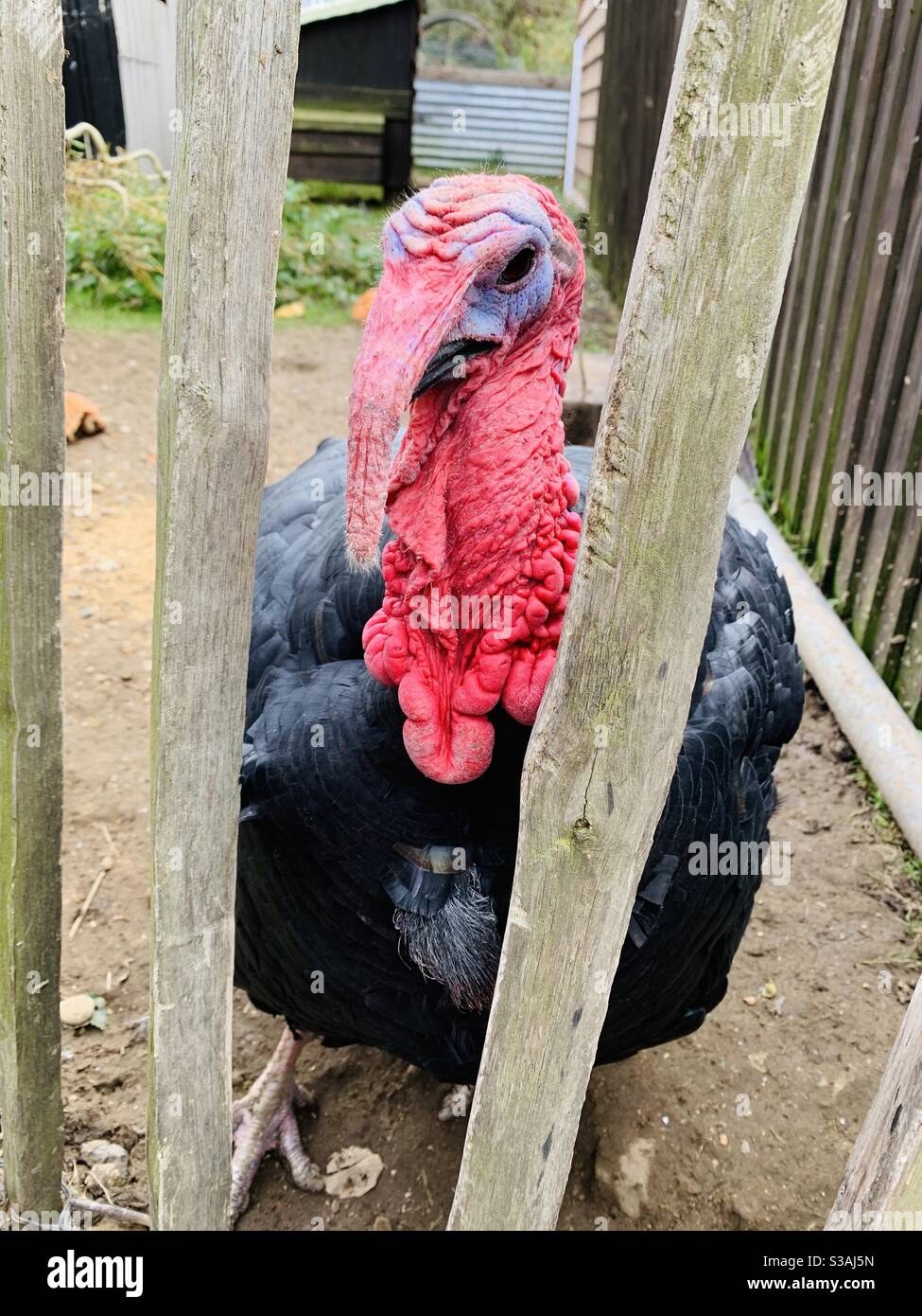 Turkey - Smartphone Captured Stock Image