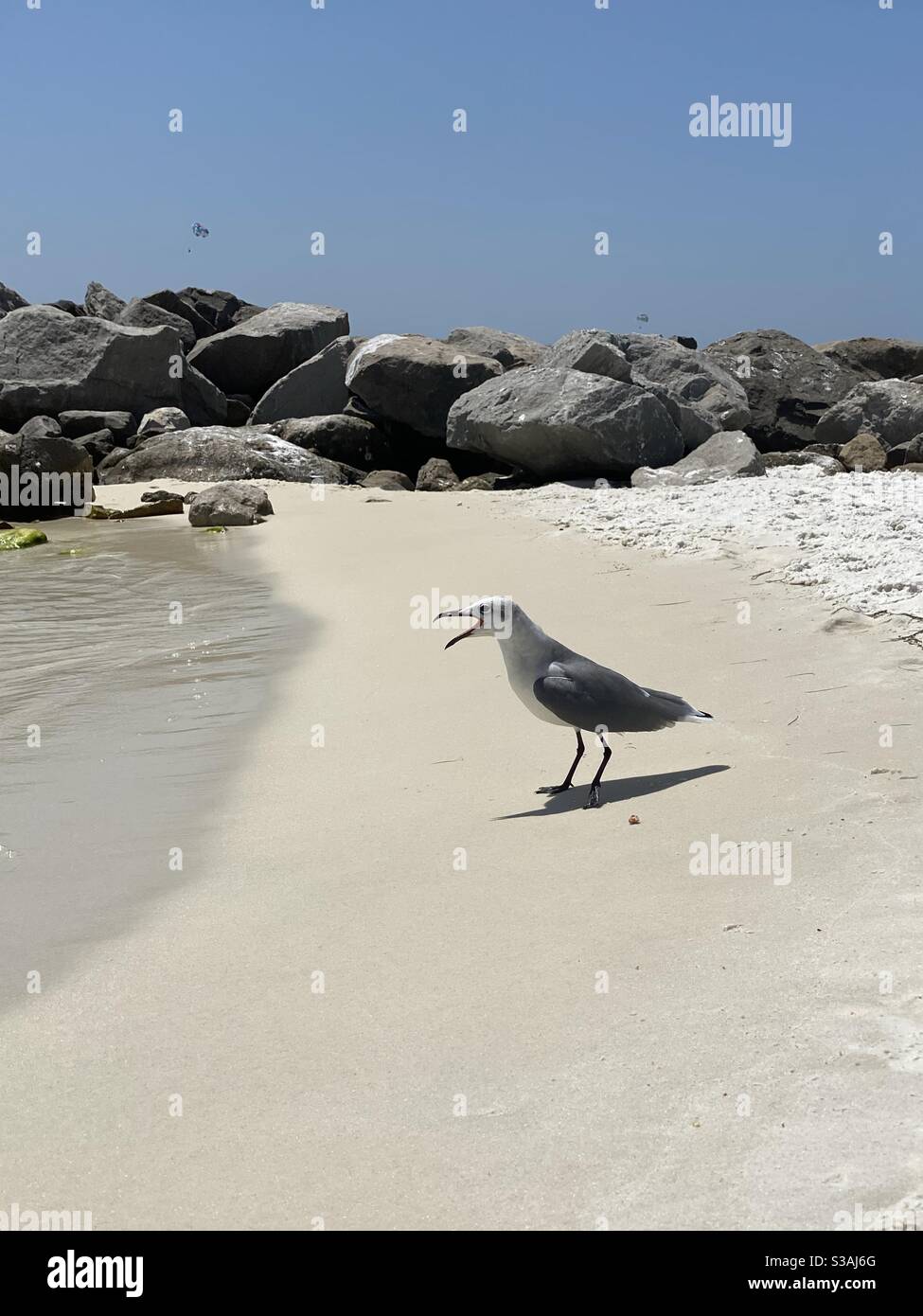 Seagull with its beak wide open standing on the sand Stock Photo