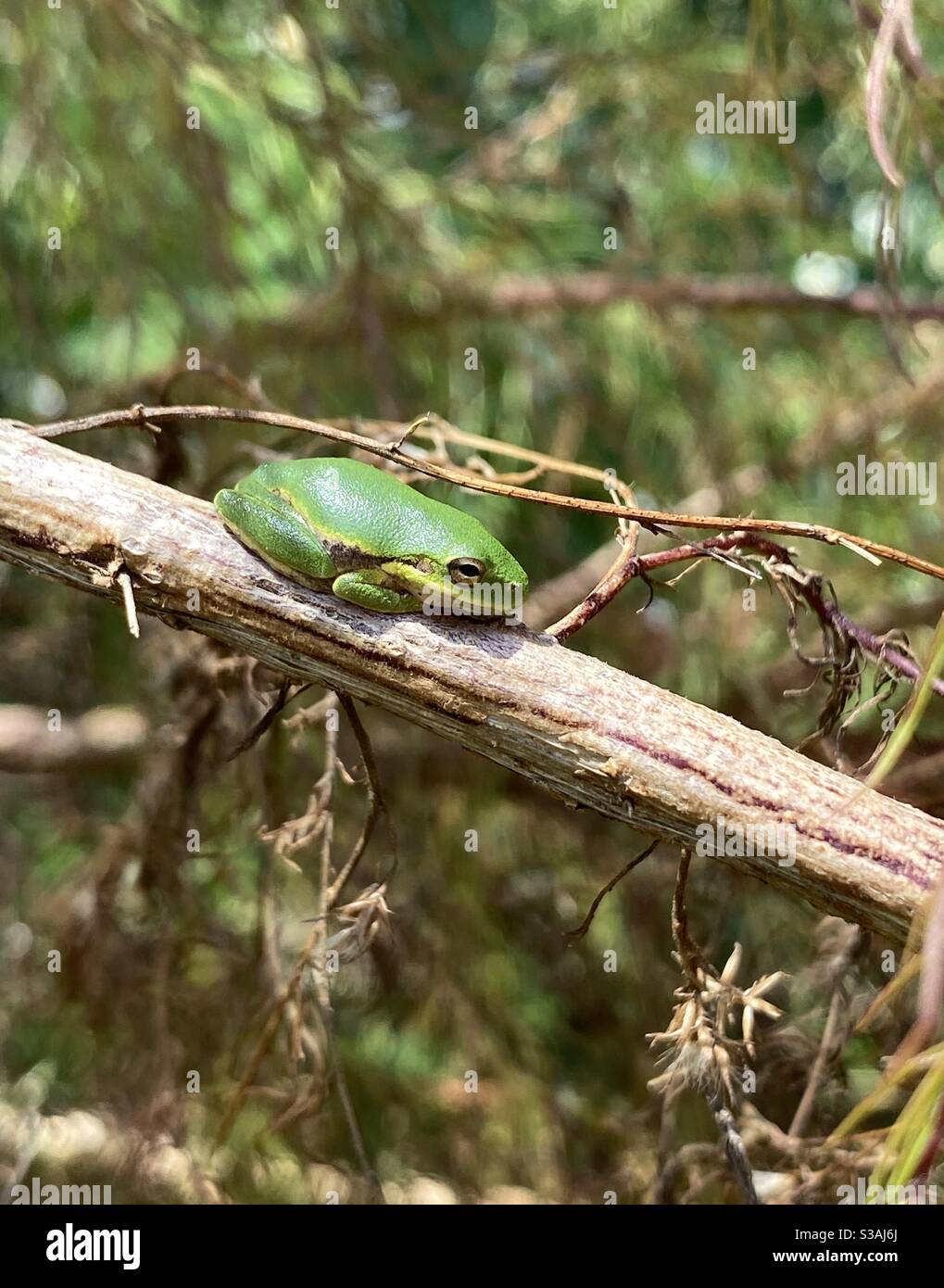 Baby green tree frog resting on a stick in the forest - Smartphone Captured Stock Image