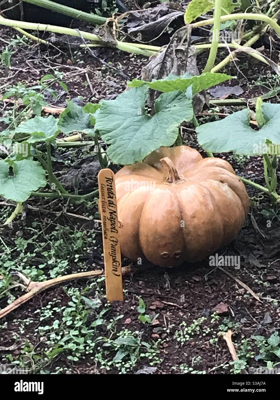 Giant pumpkin growing in the garden at Monticello. - Smartphone Captured Stock Image