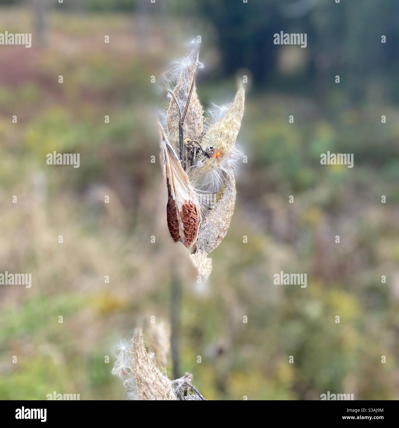 Common milkweed sheds its white, fluffy seeds. - Smartphone Captured Stock Image