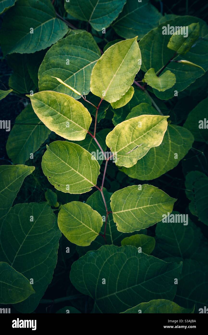 green plant leaves Stock Photo