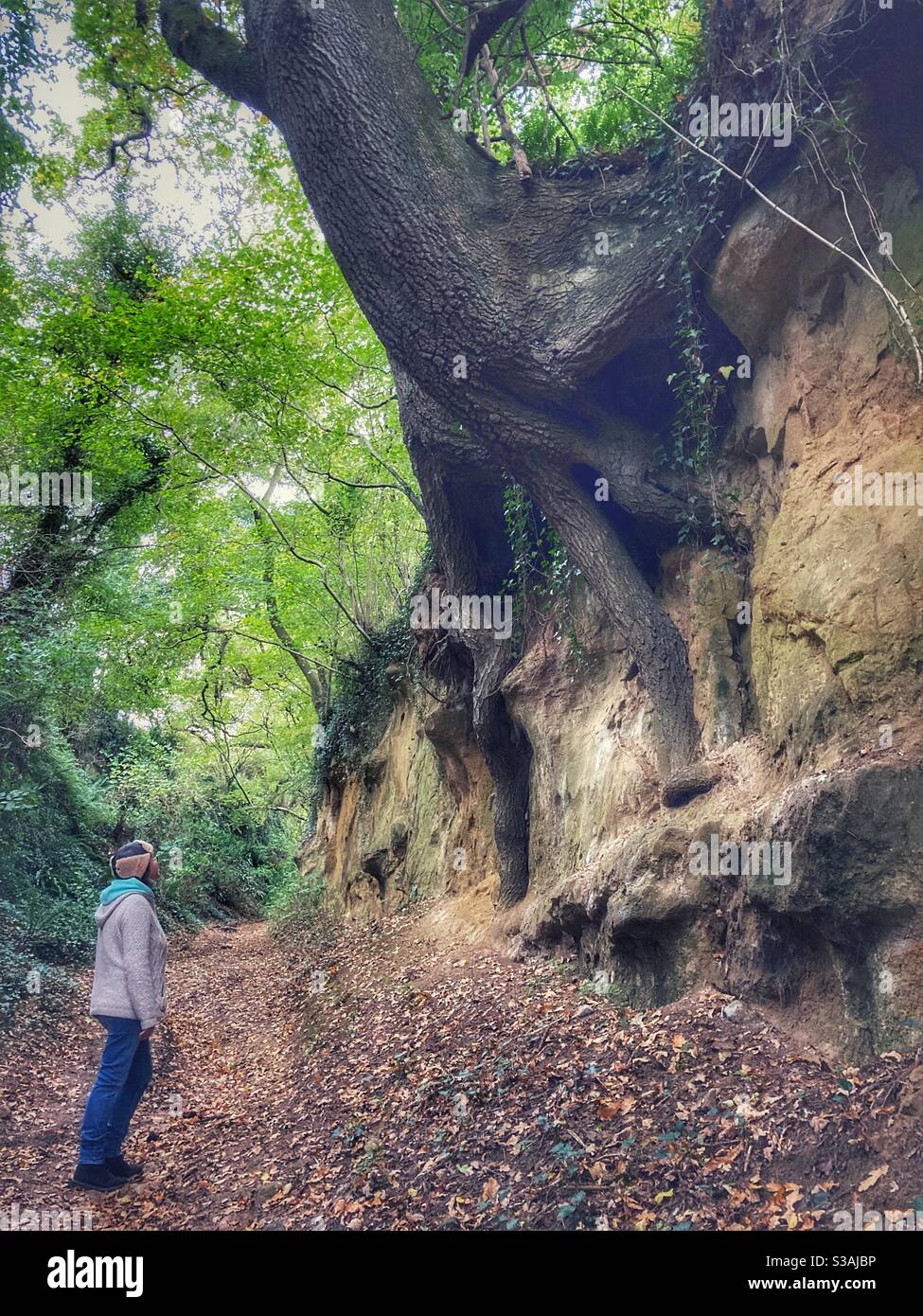 Woman hiker, looking at an enormous tree with exposed roots  in an ancient sunken hollow way or drovers track, East Chinnock, Somerset, England Stock Photo