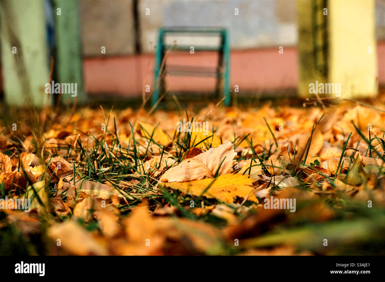 Fallen yellow leaves on green grass - Smartphone Captured Stock Image