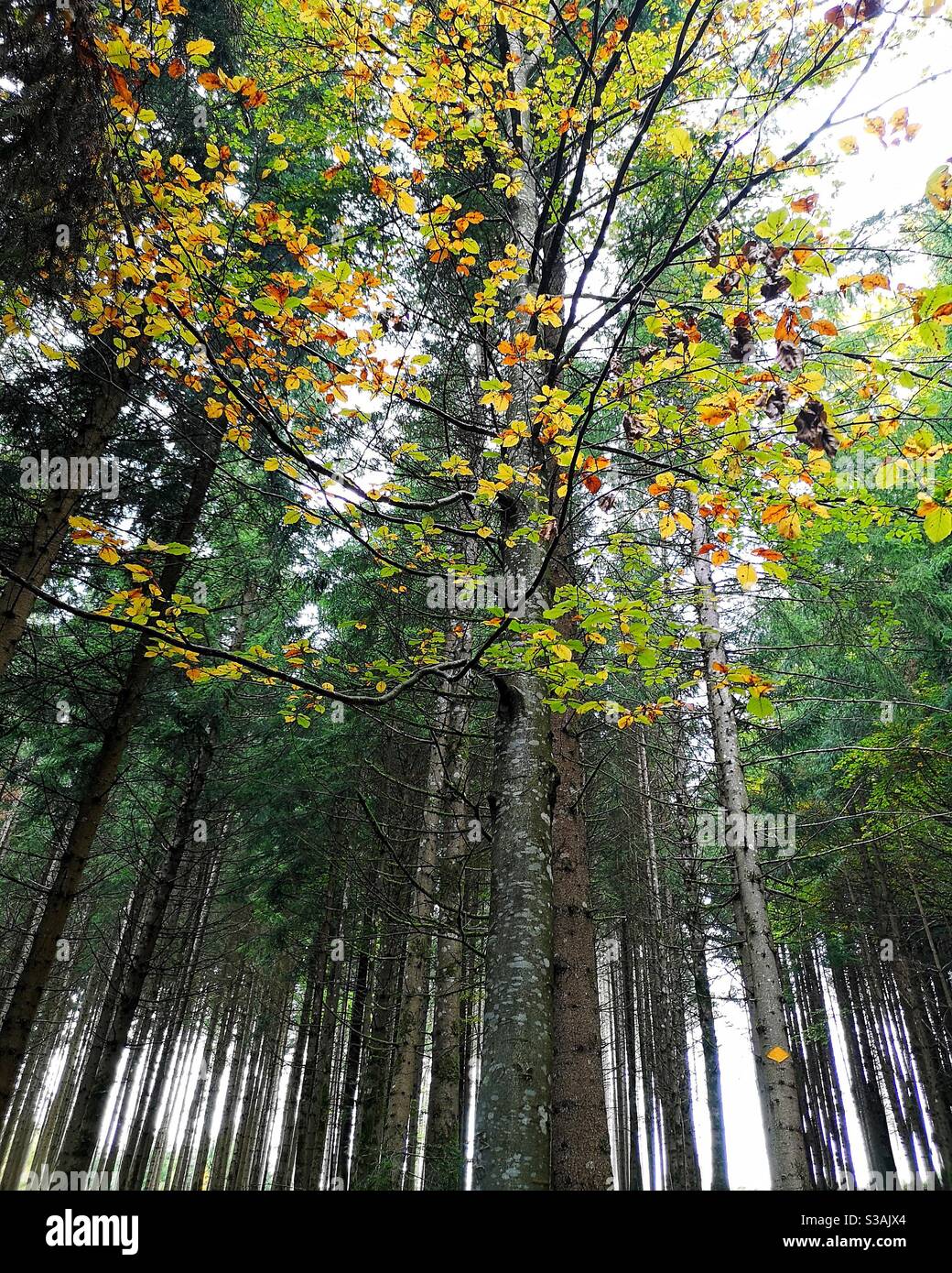 Tall trees in Swiss forest - Smartphone Captured Stock Image