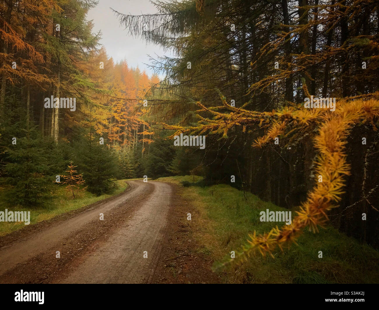 Autumn in the forest Stock Photo - Alamy