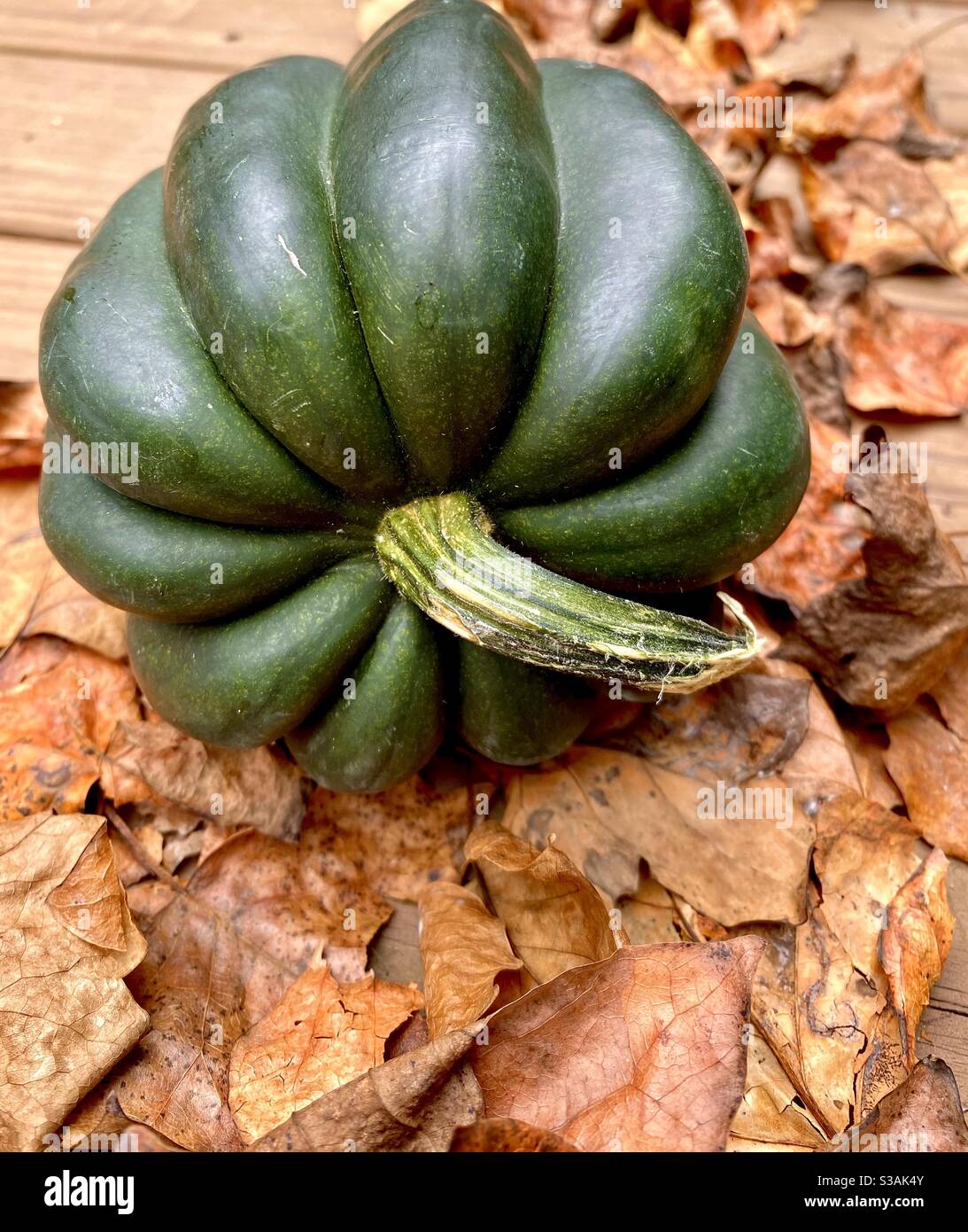 Whole Green acorn squash on top of fallen leaves Stock Photo