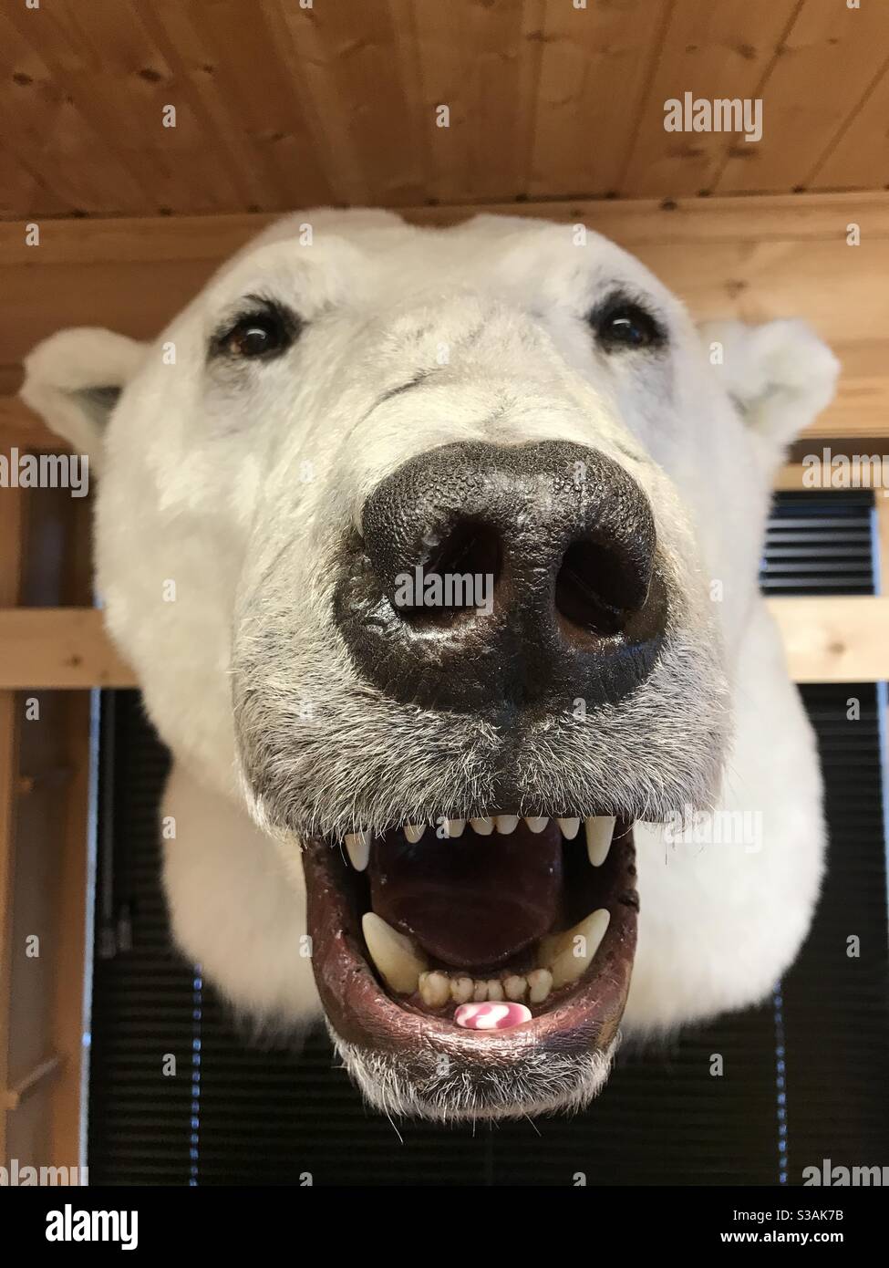 Polar bear head in shop in Longyearbyen, Svalbard. - Smartphone Captured Stock Image