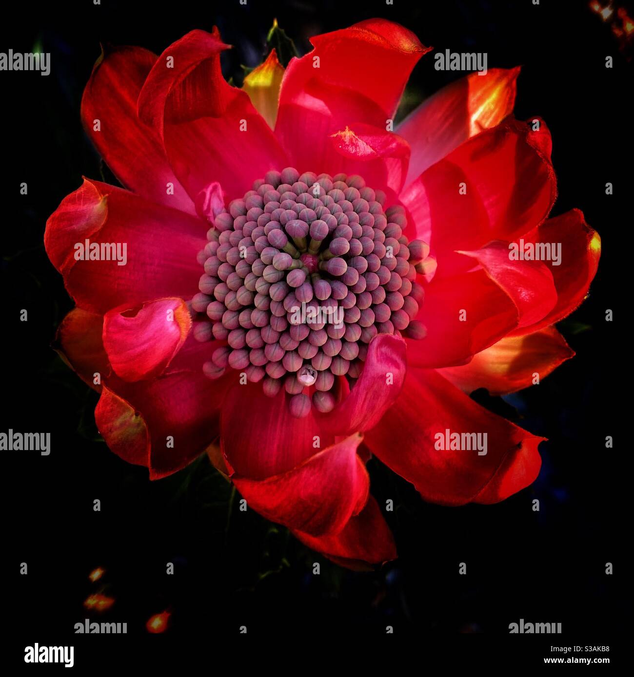 Native Australian flower, red New South Wales Waratah Telopea, close-up from above with black background. Waratah the state flower of NSW is recognised by it bulbous and crimson flower head. Stock Photo