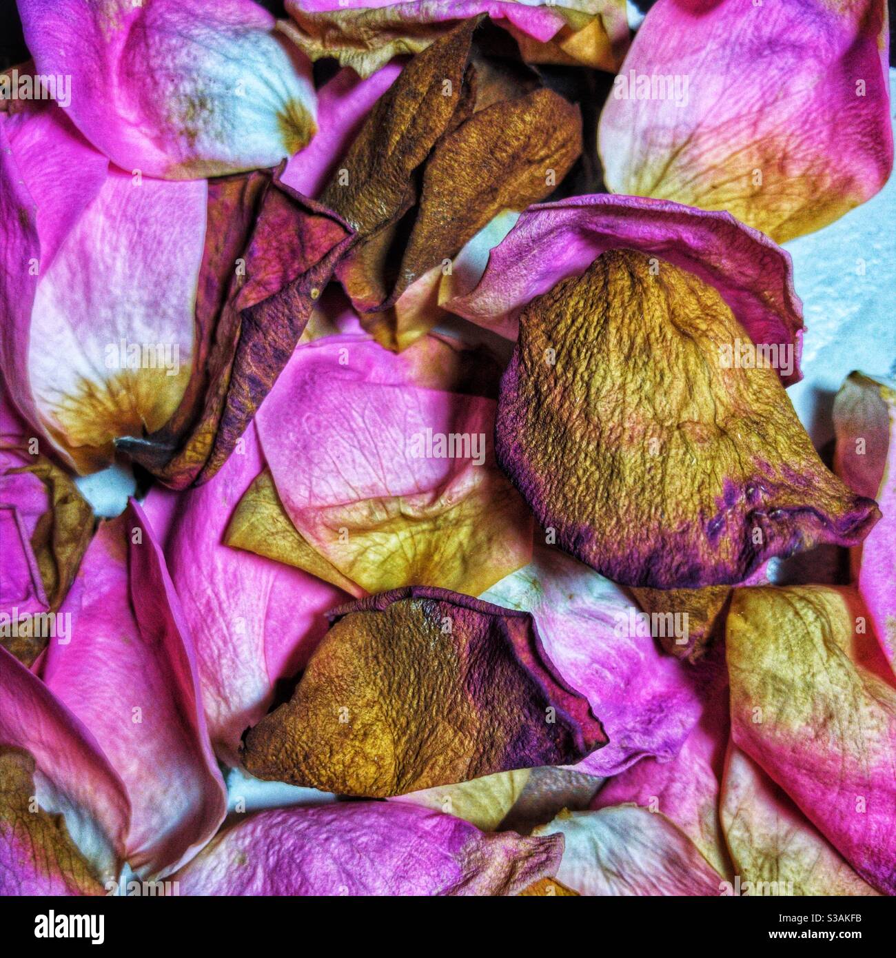 Decayed rose petals. Stock Photo