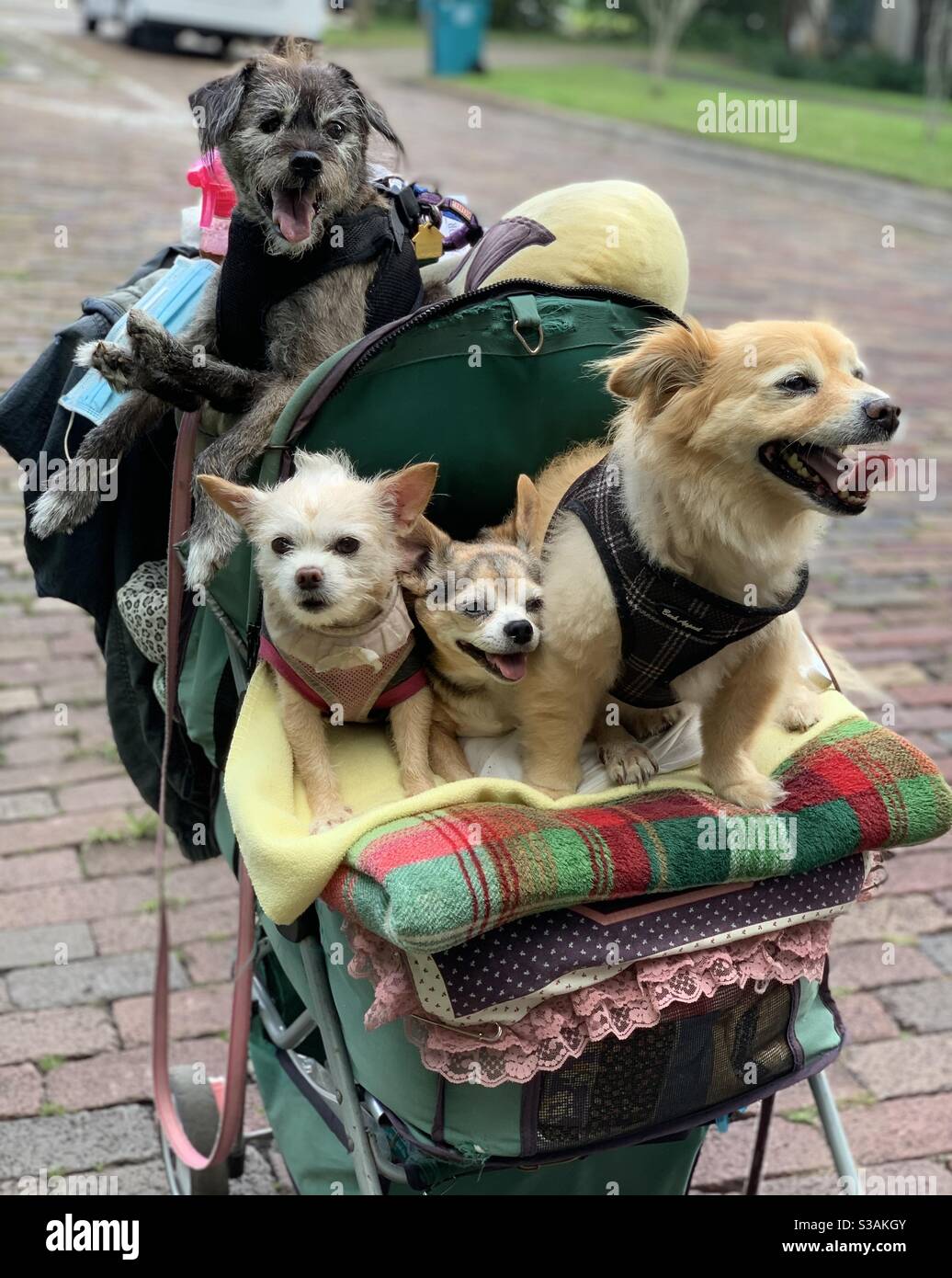 Four dogs in a baby carriage taking a stroll in Orlando, Florida. - Smartphone Captured Stock Image