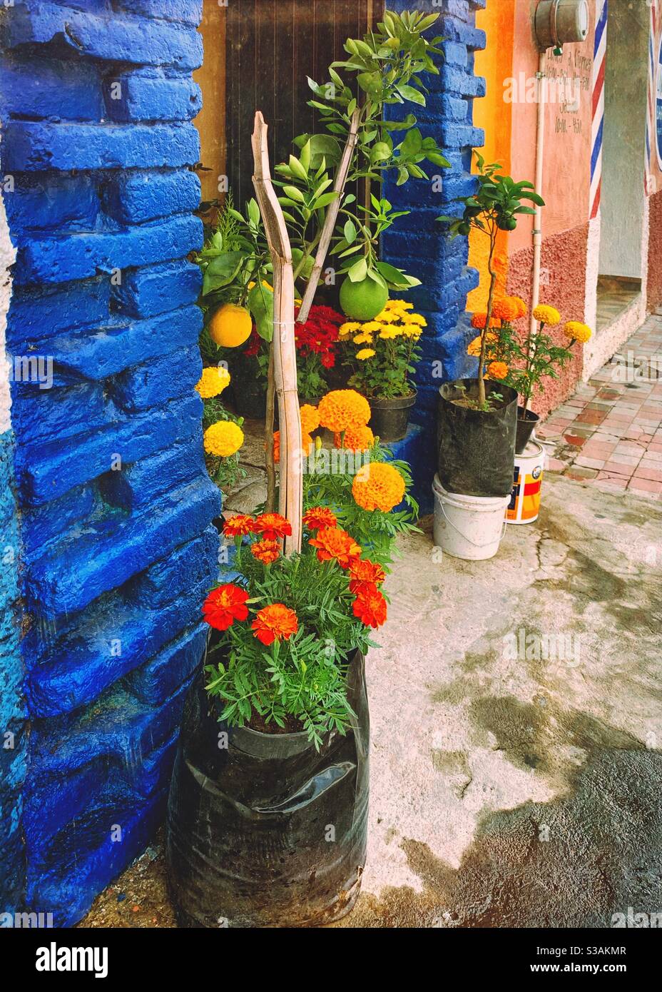 A display of colorful plants including marigolds for Day of the Dead create an inviting entrance into a store in Ajijic, México. Stock Photo