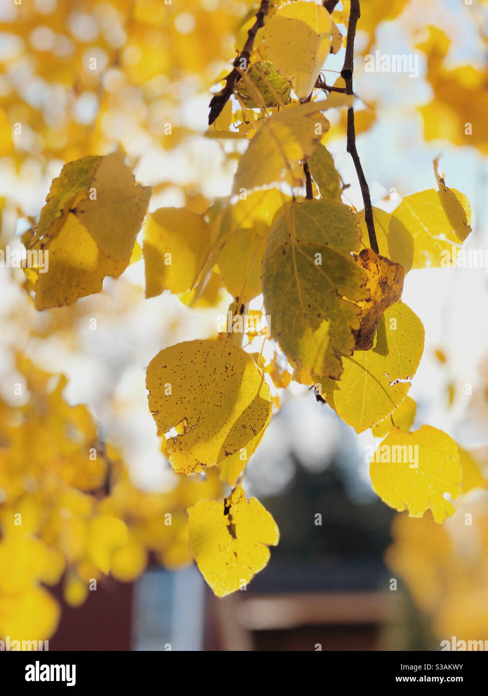 Aspen leaves hi-res stock photography and images - Alamy