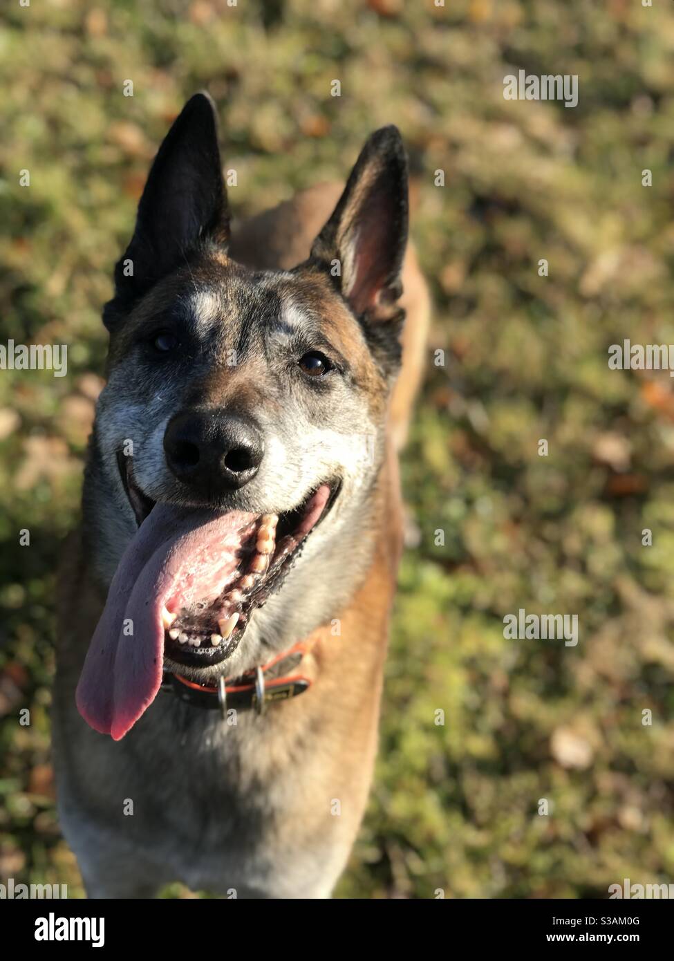 Happy belgian malinois Stock Photo Alamy