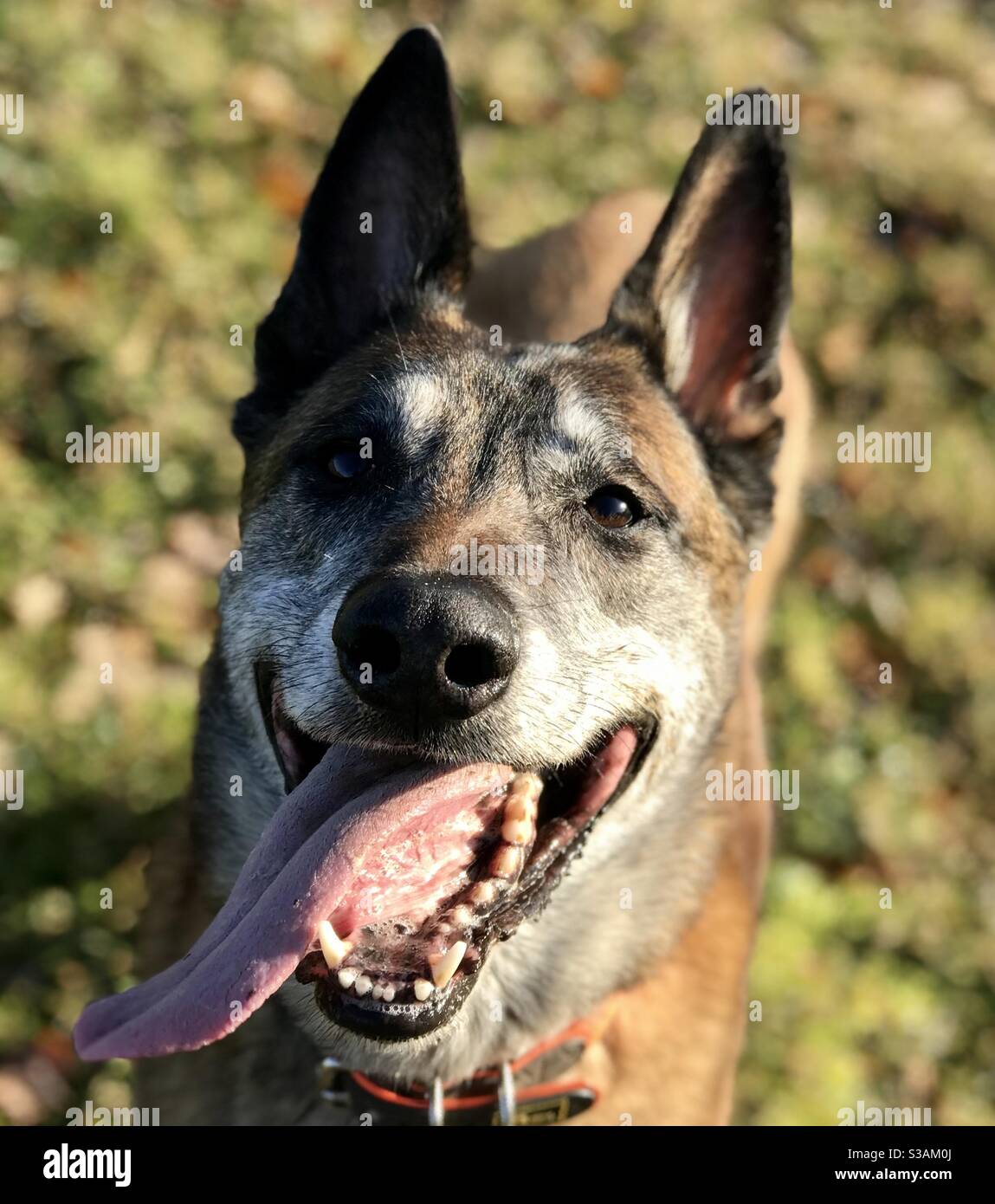Happy belgian malinois portrait Stock Photo Alamy