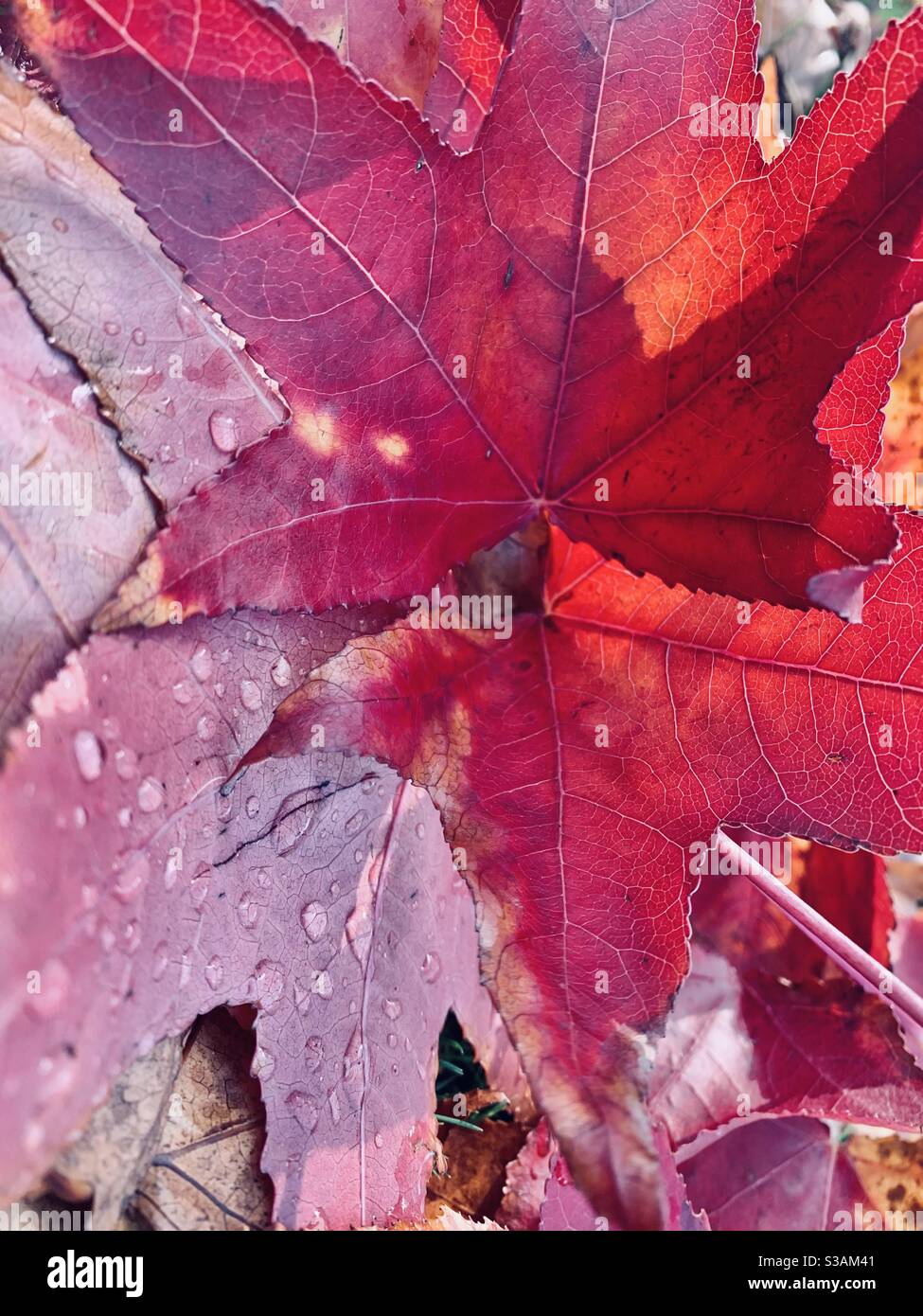 Pink maple leaves on a damp floor after the rain - Smartphone Captured Stock Image