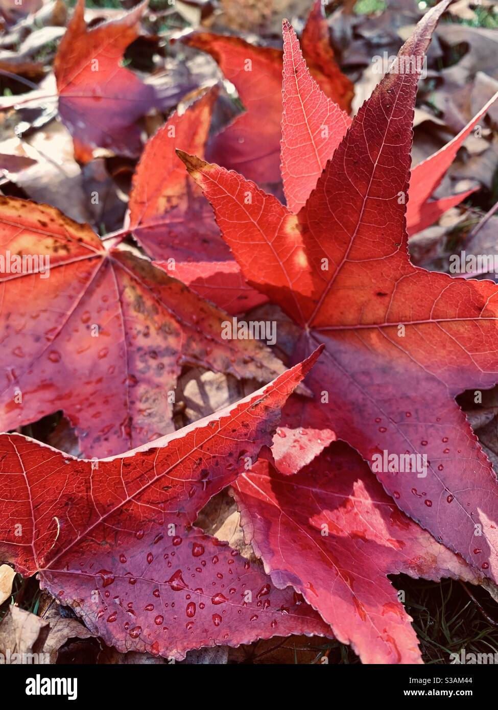 Fallen pink maple leaves autumn colours Stock Photo