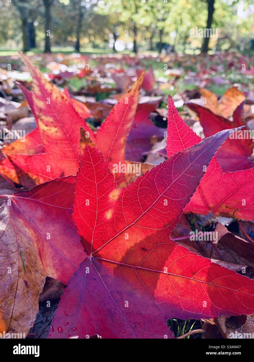 Bright pink star shaped maple autumn leaves on the ground Stock Photo
