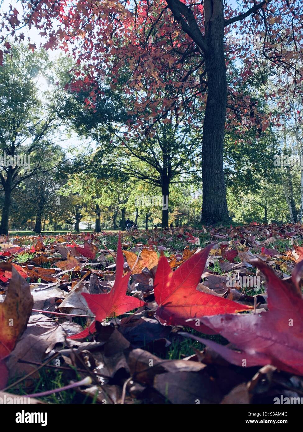 Pink autumn leaves on the ground at beckenham park - Smartphone Captured Stock Image