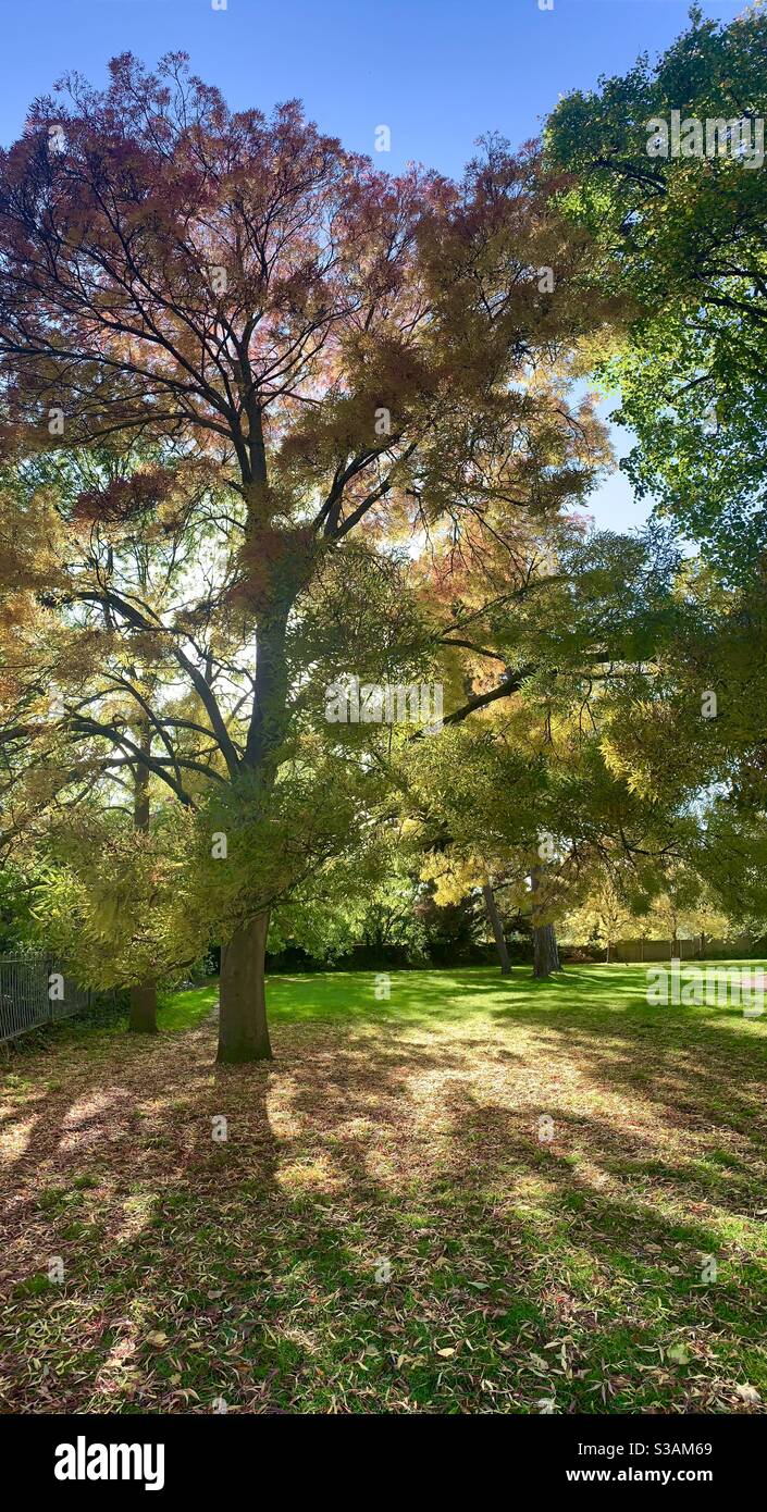 Narrow-leafed Ash tree fraxinus angustifolia autumn colours - Smartphone Captured Stock Image