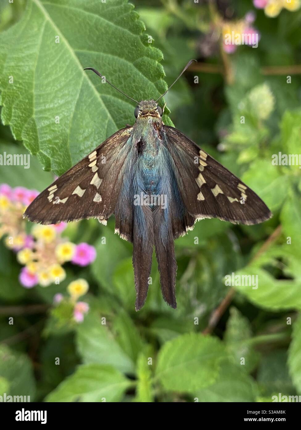 Iridescent blue green colors of a long tail skipper butterfly Stock Photo