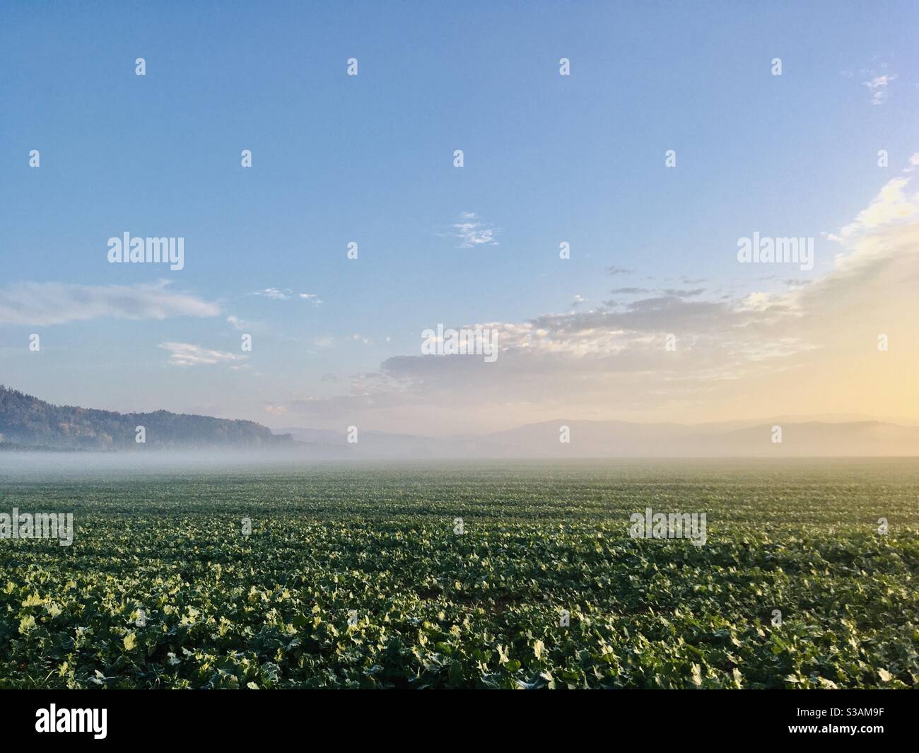 Sunrise - Smartphone Captured Stock Image