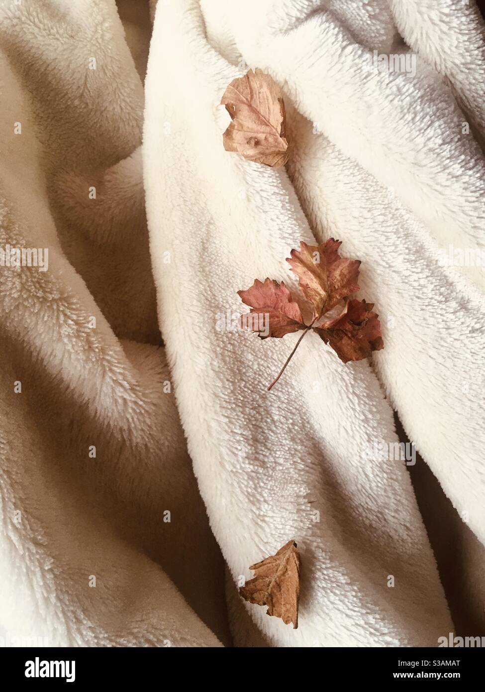 Autumn leaves on a blanket Stock Photo