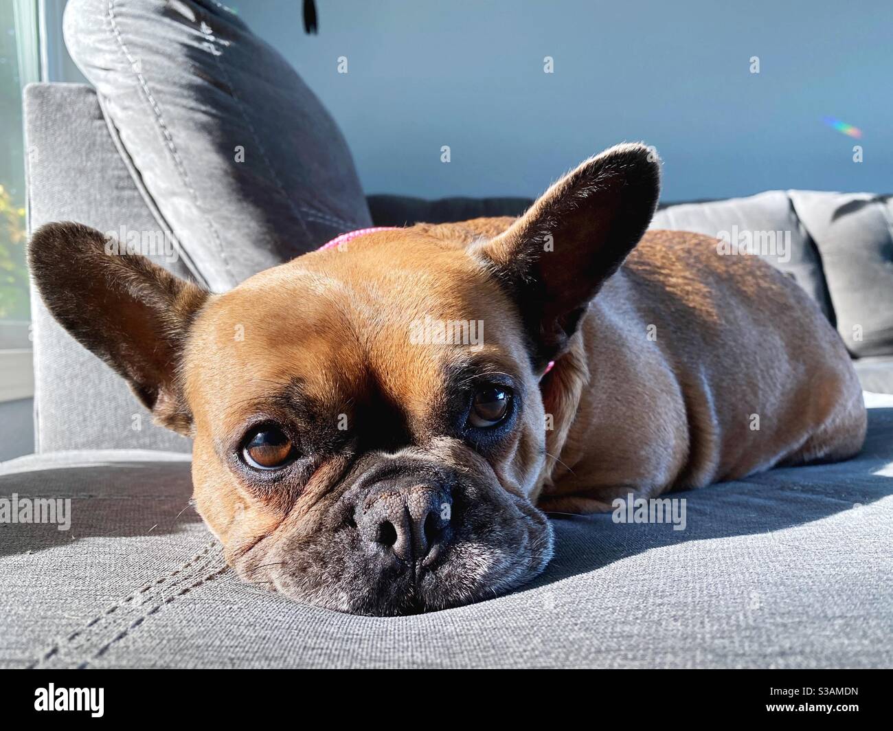 A French bulldog lying on a couch Stock Photo Alamy