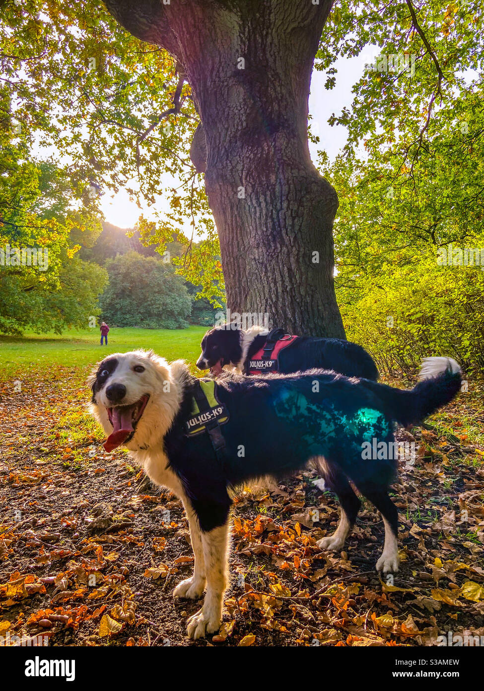 Countryside walks - Smartphone Captured Stock Image