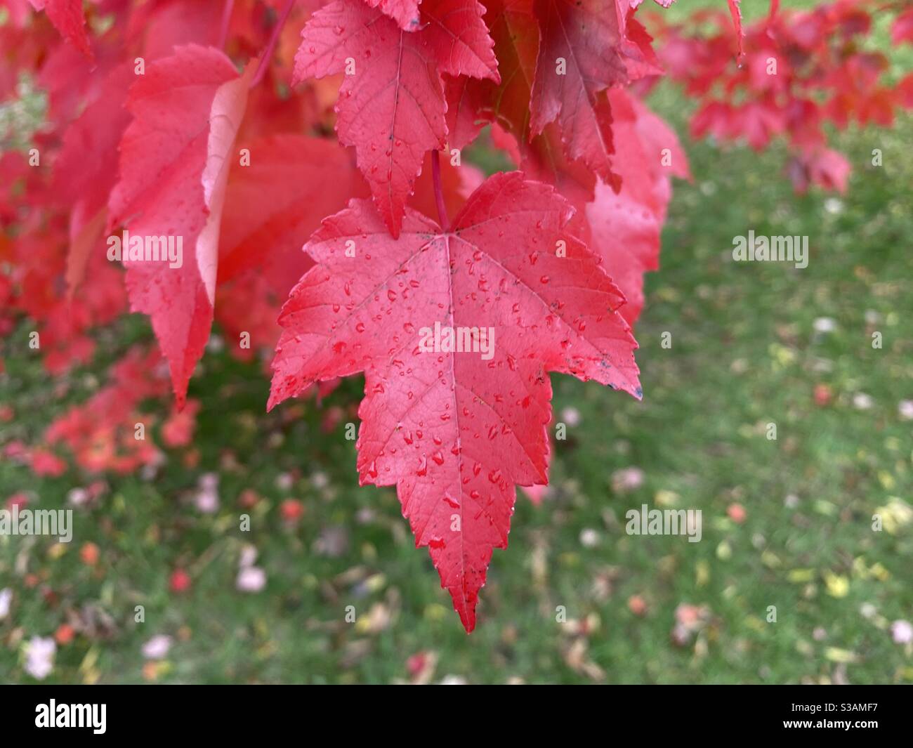 Autumn leaves - Smartphone Captured Stock Image
