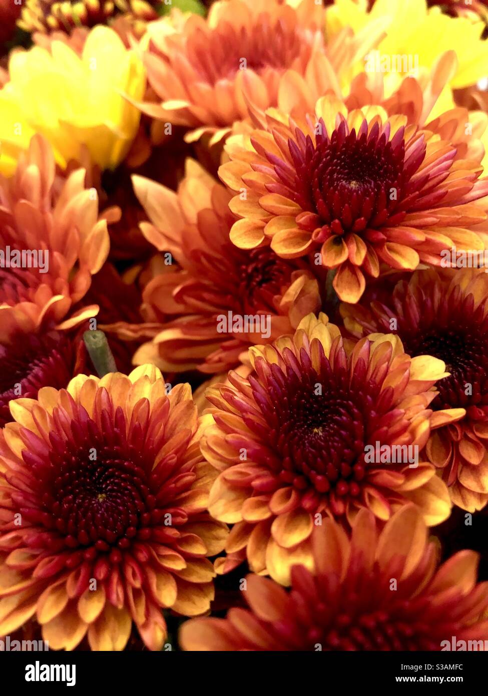 Chrysanthemums-multicolored fall mums. - Smartphone Captured Stock Image