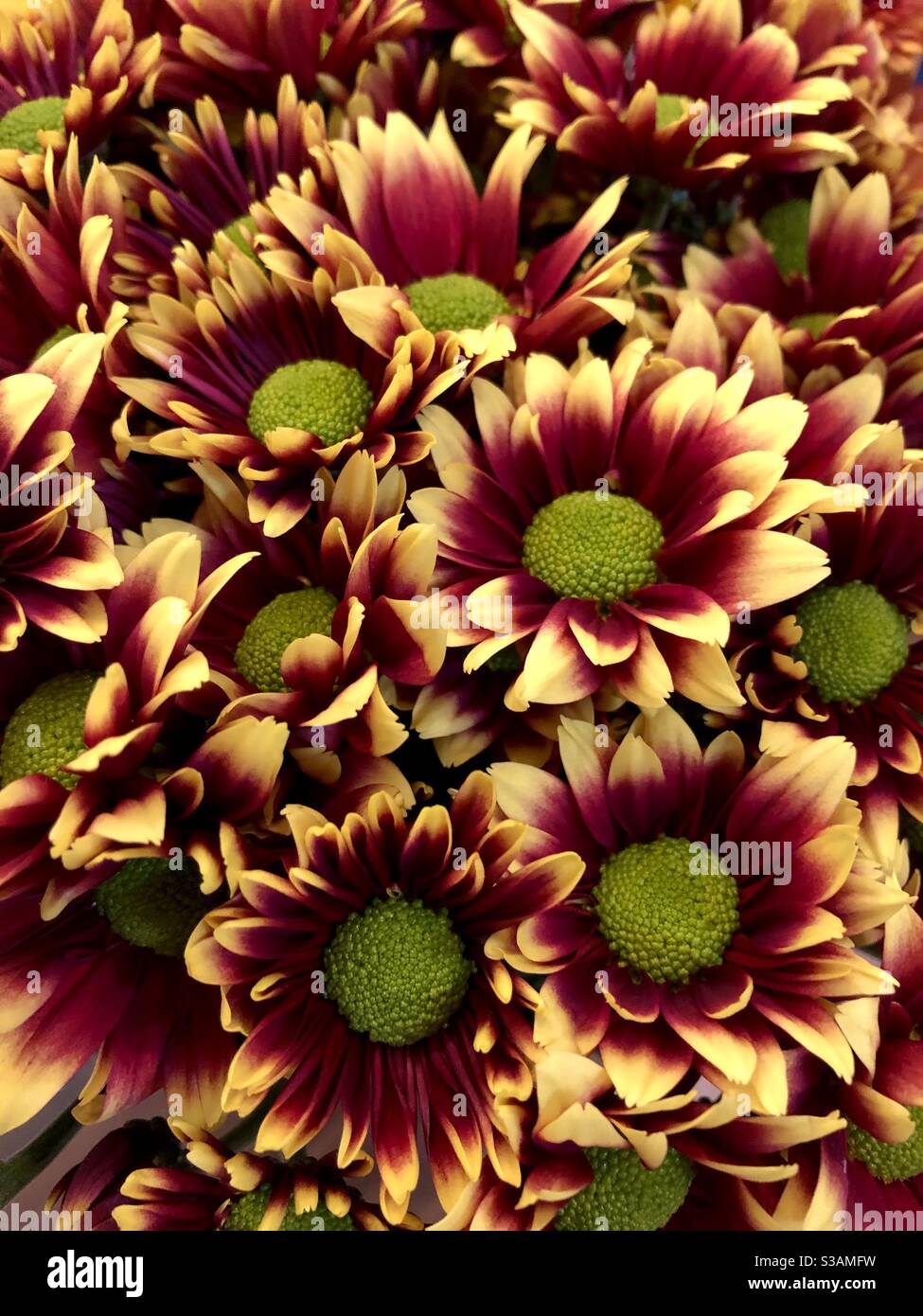 Bunches of yellow and red chrysanthemums. - Smartphone Captured Stock Image
