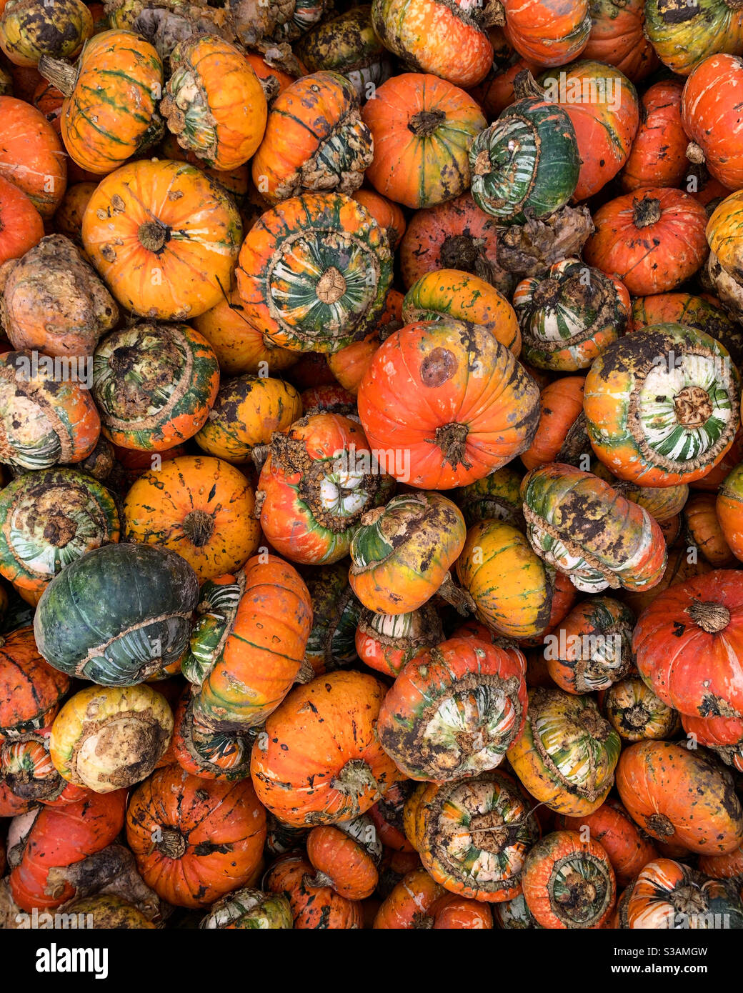 Orange autumnal gourds. Stock Photo