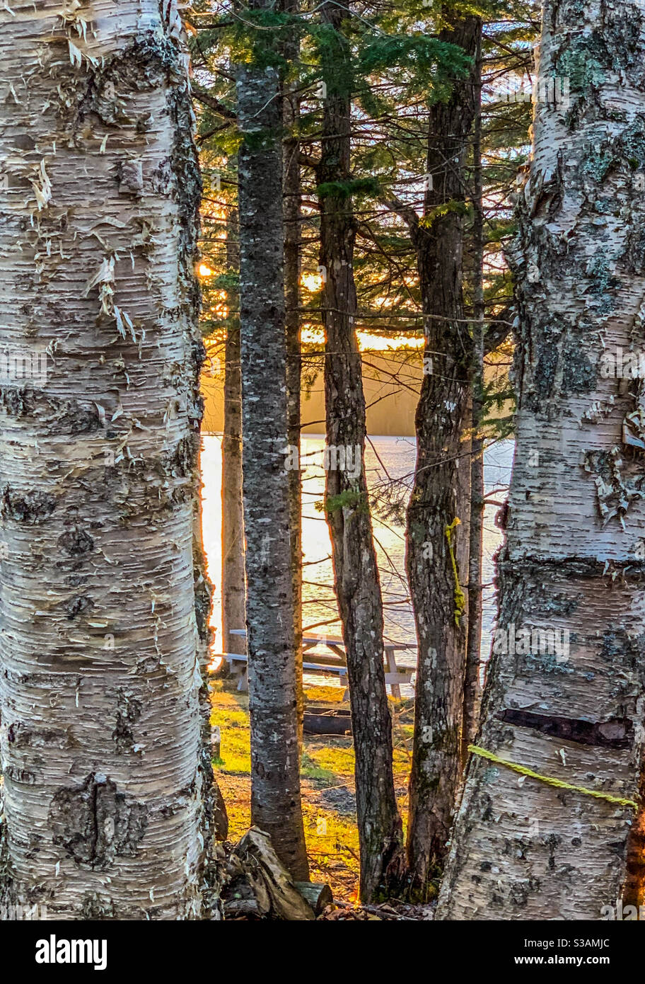 Sunset through the birch trees at the lake - Smartphone Captured Stock Image